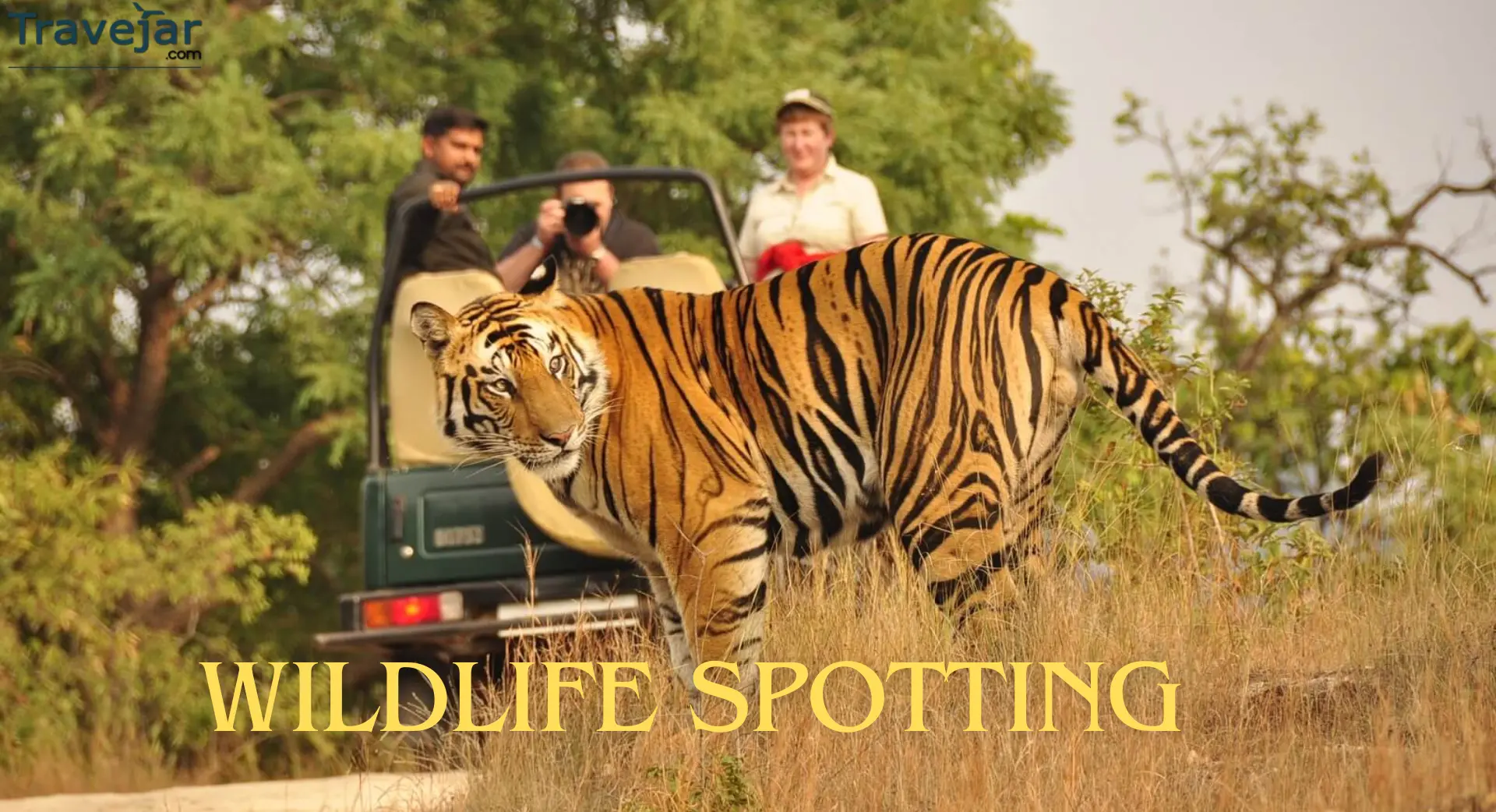 Wildlife Spotting